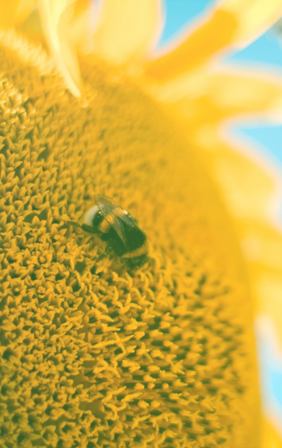Bee & Protecto 001