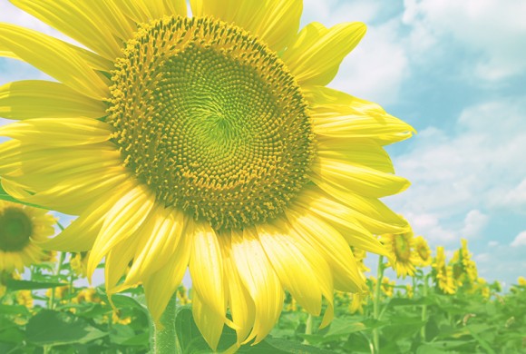 Sunflower Time
