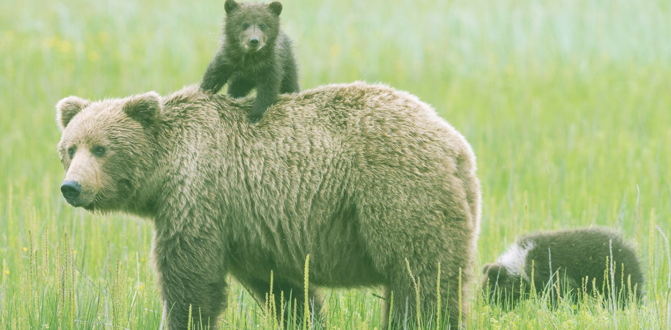 Bear Population